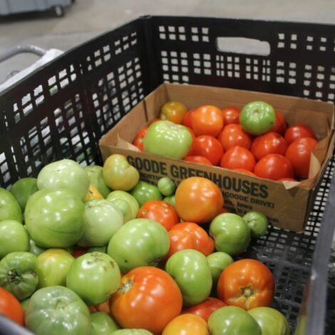 Red and green Tomatoes